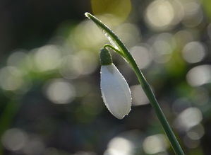 人衰花谢，岁月的无情与生命的无常，人衰的意思是什么