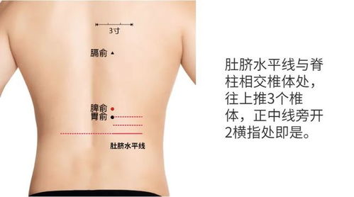 脾脏的位置 为什么许多意外事故中，受伤的总是脾？ 