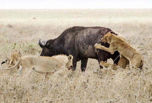 水牛群被狮子群包围 一只水牛这么做解救了它的族群