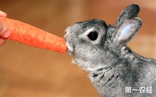 兔子吃胡萝卜吗 兔子吃什么食物