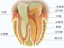 牙根底内部很黄,还有黑色在牙缝间,这什么情况
