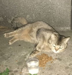 小区里出现一只猫,一瞬间老鼠四处乱窜,这下遇到 黑猫警长 了