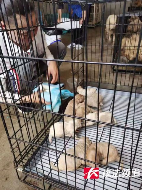 网红犬舍被查室内环境触目惊心,25只宠物狗被解救