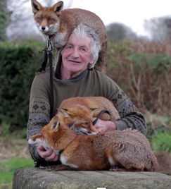 3只狐狸获救后不愿离开 和老人一起生活 组图