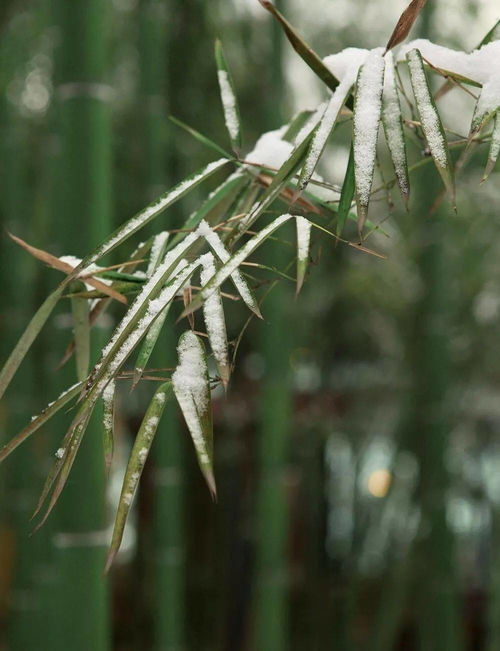 围炉读诗,在这最冷的时节 竹下 木芙蓉 游子 