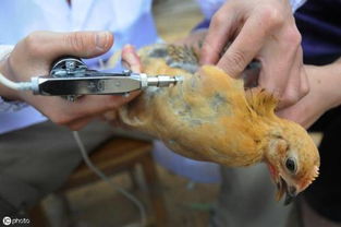 养鸡小技巧 土鸡如何做疫苗 附散养土鸡预防程序 