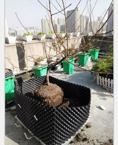 二培箱组合在楼顶果树种植中的应用,楼顶种果树多大盆适宜