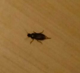 家里发现黑色虫子,好可怕,这是什么虫子 怎样清除 求告知 