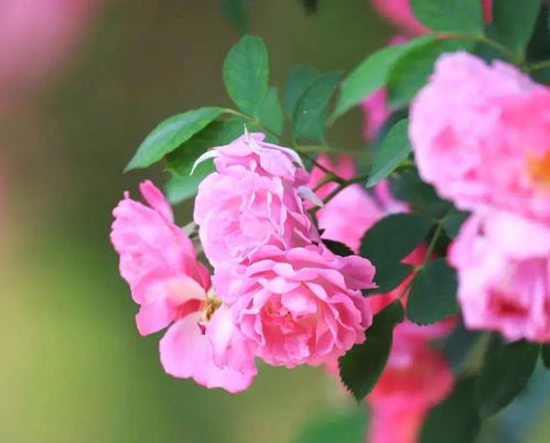 心醉泰州好风景,花开时节愿逢君