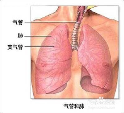 哮喘性支气管炎(喘息性支气管炎)