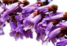 紫风铃花的寓意是什么,紫风铃花的寓意是什么