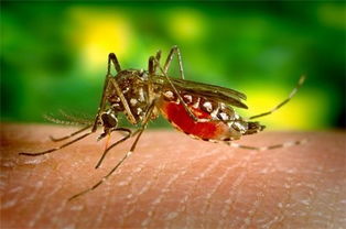 灭蚊子最有效的方法是什么 被咬了这样做消肿止痒最快