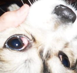 我家狗狗眼睛里面长了个粉红色像肉瘤一样的东西 