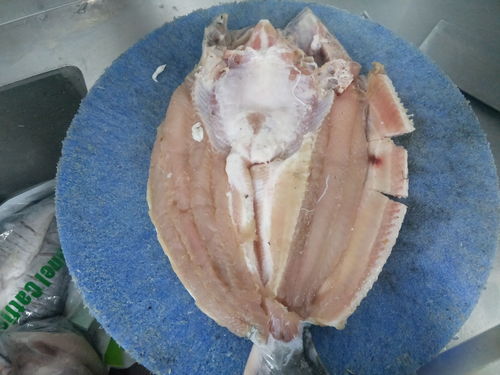 凌波鱼是世界上最脏的鱼 半天妖吃鮰鱼还是凌波鱼