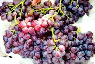 大泽山葡萄几月份成熟,各品种葡萄价格统计