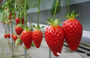 草莓季到,您可知道如何安全健康吃草莓 附泸州摘草莓地图 