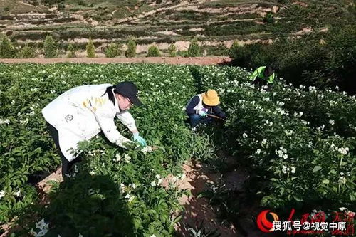 大学教授微信卖土豆 背后的故事太暖