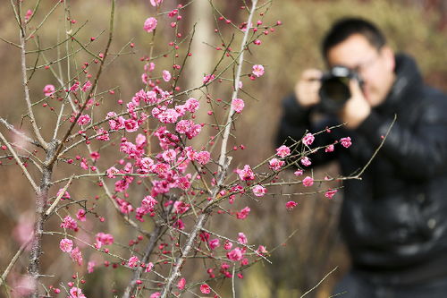 西安植物园梅花展开幕姓名中有 梅 字的游客可免费入园赏梅 