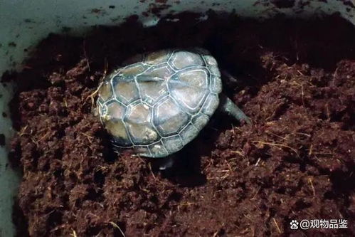 乌龟的假死状态是怎样的 乌龟冬眠时需要注意什么