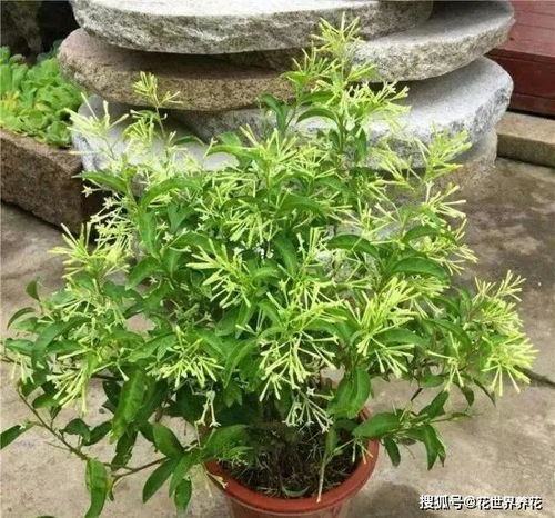 这花就是 活香水 ,家里养一盆,满屋花飘香,比桂花强多了 夜来香 