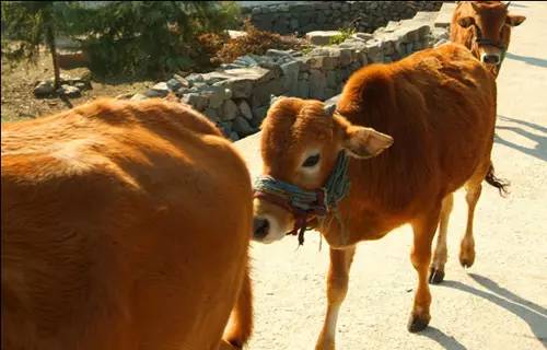 牛年说牛 世界上最小的牛是哪种牛 我国这种牛被叫做 小狗牛
