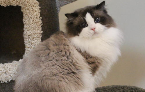 布偶猫是长毛还是短毛？