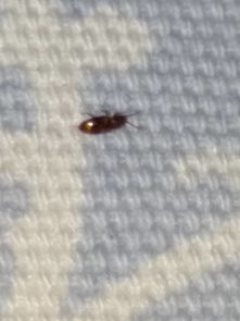 最近床单上有很多黑的虫子,外壳很硬,很难捏死,请问这是什么虫子 有图 