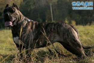 世界最凶猛的猎犬排行,猛犬霸主 中国藏獒 3 