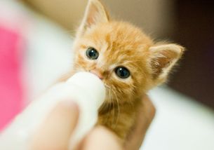 刚出生的猫咪怎么喂养, 刚出生的猫咪该注意什么 