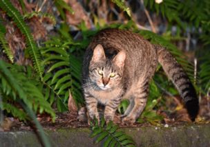 日本奄美大岛大肆捕杀野猫 称其袭击濒危物种