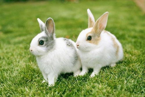 1987年生肖兔会离婚 二婚在多少岁 生肖兔的婚姻命运如何