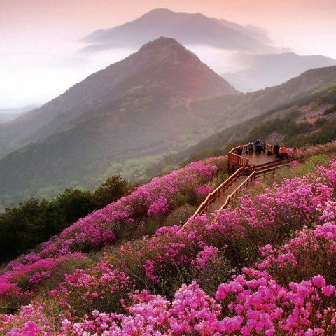 春花烂漫