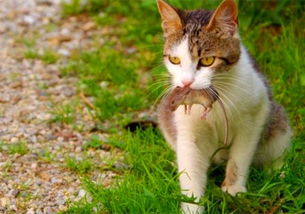 辟谣,养只猫抓老鼠就能预防鼠疫 当心人猫共患病