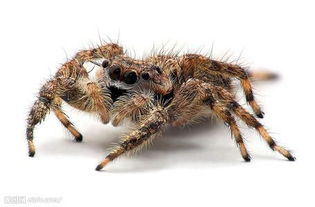 家里的大黑蜘蛛有毒吗 