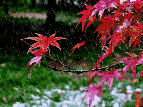 关于秋雨思念的诗句有哪些