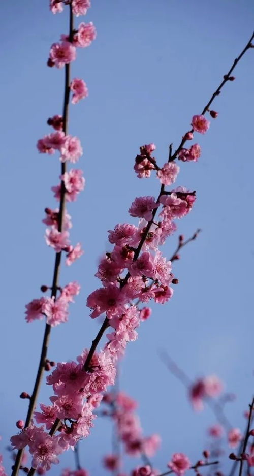 词语解释 春花的意思;枝展花开是词语吗？