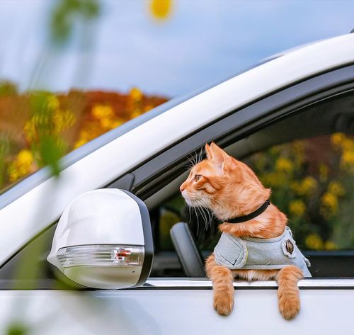 带猫坐车如何预防猫咪晕车