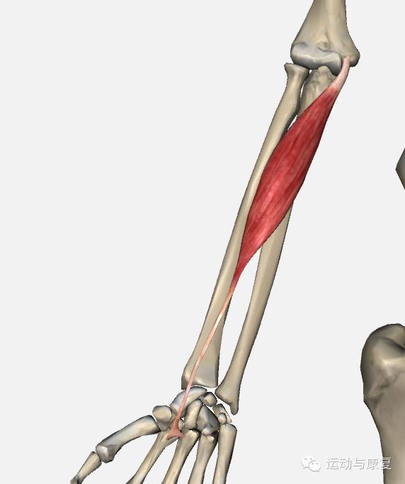 拇长屈肌腱图片 搜狗图片搜索