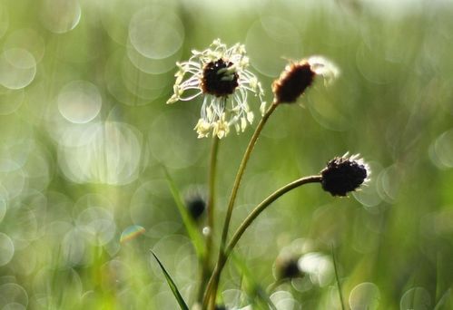 5月,事业高歌猛进,爱情锦上添花,3大生肖雨过天晴,苦尽甜来