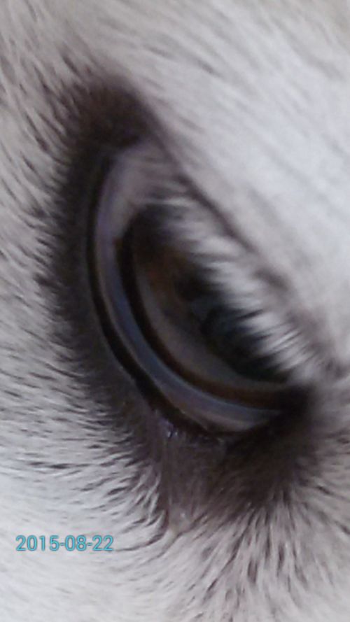 狗狗的眼珠边上有蓝色的,是怎么回事,有人知道吗 