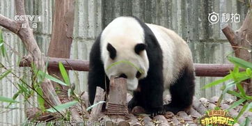 被大熊猫圈粉多年 你知道它们的豪华食谱吗