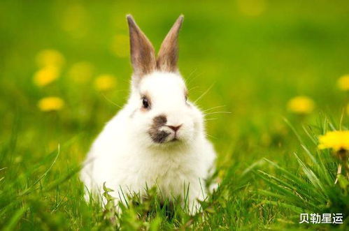 生肖兔会在多少岁走向人生巅峰(生肖兔几岁2021)