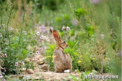 退耕还林,农村环境逐渐变好,为什么反而见不到野兔了