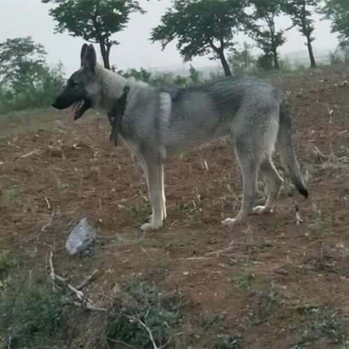 吕梁纯种狼青犬幼犬的价格狼青犬的优点和缺点狼青犬训练和智商 