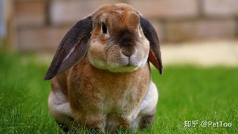 宠物兔到底能不能吃果蔬 