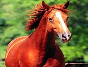 关羽的坐骑叫做赤兔马, 那么张飞骑的马叫什么名字 网友 这名字很特别
