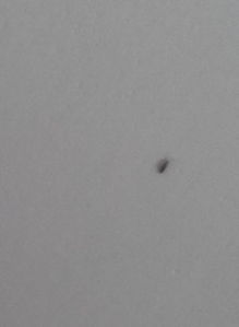 白色像灰尘一样的虫子是什么,我房间出现无数白色如灰尘般大小的虫子，到底是什么哦？