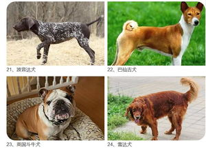 宁波公安发布28种烈性犬禁止饲养 中华田园犬也在其中 