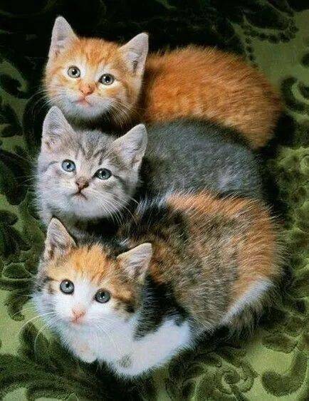 一组可爱的小猫咪图片,太可爱了,快来吸猫 