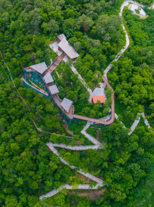 天堂伞草色青青：城市绿植中的别样风景  室内绿植指南：最适合居家种植的植物排行